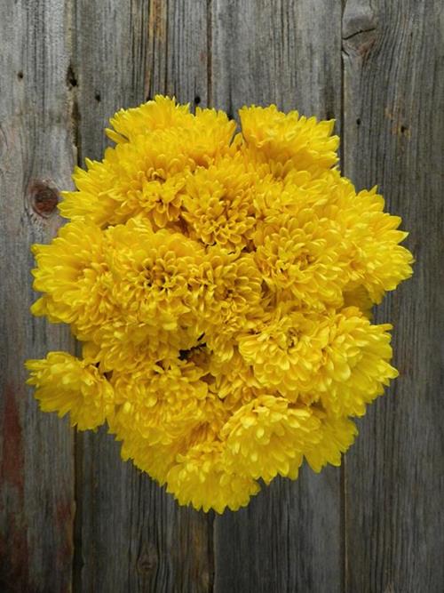 CHEDDAR YELLOW CUSHION POMPS